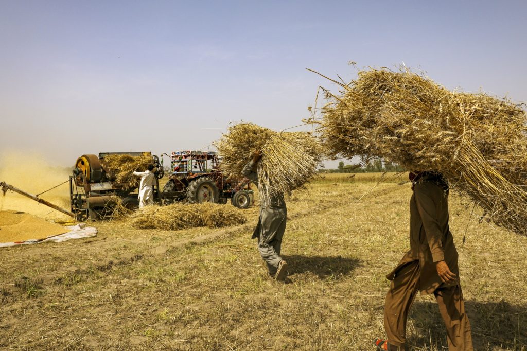 Agriculture in Pakistan: Challenges and Government Initiatives