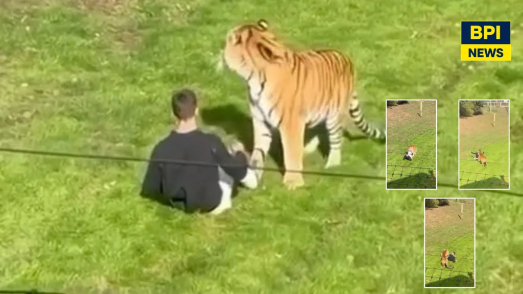 Man Seriously Injured After Entering Tiger Enclosure At Yorkshire Wildlife Park