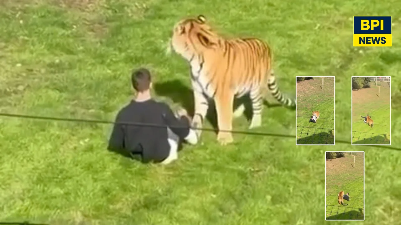 Man Seriously Injured After Entering Tiger Enclosure At Yorkshire Wildlife Park